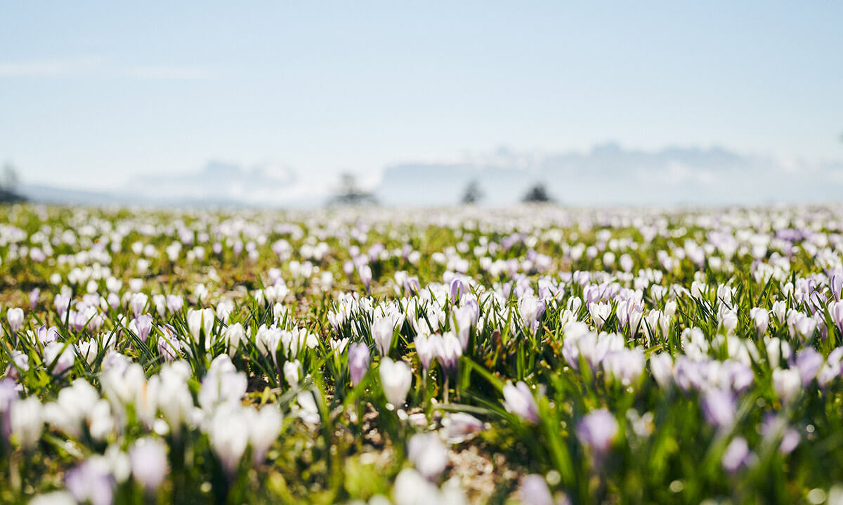 Alto Adige a marzo